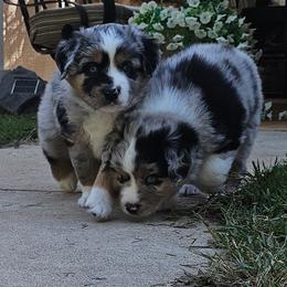 Miniature Australian Shepherd Puppies from Austin Aussies by Jody