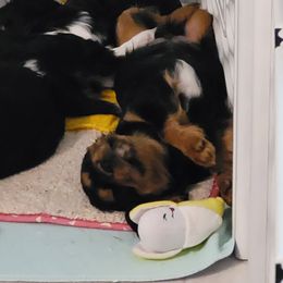 Cavalier King Charles Spaniel Puppies from Hope Cavaliers