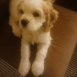 Cleo - Buff and white female Cocker Spaniel puppy in New York, New York from Donna Vaughn