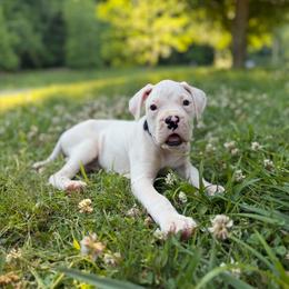 Boy 5 - White male Boxer puppy in Prestonsburg, Kentucky from Bre’s Boxers