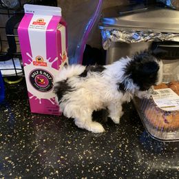 Maltipoo Puppies from Petite Maltipoos of Westbury NY