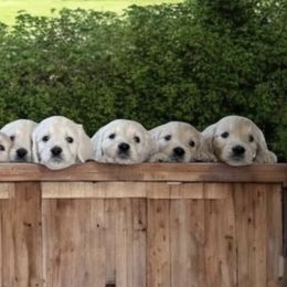 Goldendoodle, Golden Retriever, Poodle, and Shih Tzu Puppies from Platinum Paws Puppies