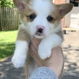 Boy 3 - Red Pembroke Welsh Corgi puppy in Cumming, Georgia from Carter’s Corgis LLC