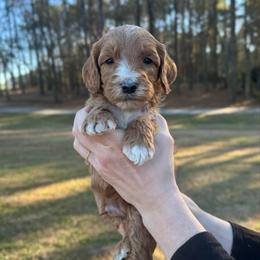 Fudge - Red  male Goldendoodle puppy in Kenansville, North Carolina from J+A Family Doodles