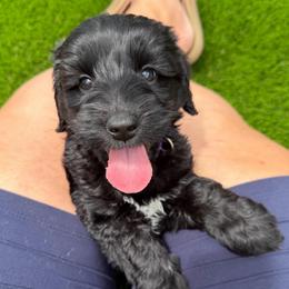 Cher - Black female Australian Labradoodle puppy in Denton, Texas from Liberty Hill Labradoodles