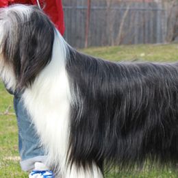 Bearded Collies from Wagmoor Bearded Collies