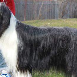 Bearded Collies from Wagmoor Bearded Collies