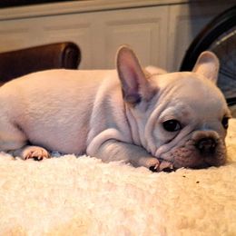 Boy 3 - Cream French Bulldog puppy in Frankenmuth, Michigan from Michigan fresh Coast Frenchies