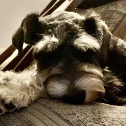 Lu La - Miniature Schnauzer