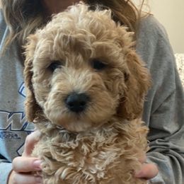 Goldendoodle Puppies from Sheffield Doodles