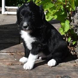 Black and White Male, less white - Black and white male Aussiedoodle puppy in Parma, Idaho from Arena Valley Acres