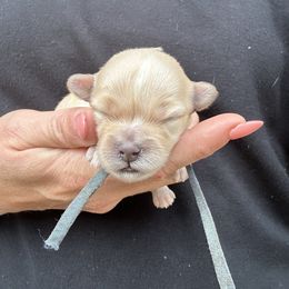 Blue Collar - Red male Havapoo puppy in Powder Springs, Georgia from West Cobb Dogs