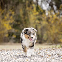 Australian Shepherd Puppies from Broken Arrow Australian Shepherds
