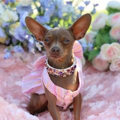 Jasmin - Russian Toy