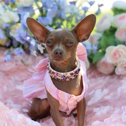 Jasmin - Russian Toy