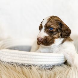 Boy 1 - Poodle puppy in La Verkin, Utah from LeBaron Standard Poodles