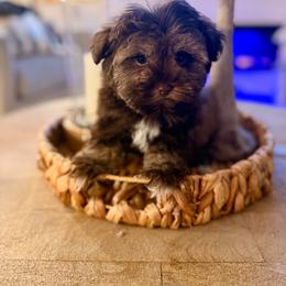 Leo - Liver male Miniature Schnauzer puppy in Orange City, Florida from Xaysha’s Miniature Schnauzers