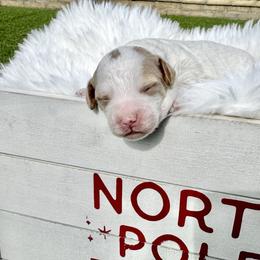 Woody - Parti male Goldendoodle puppy in Phoenix, Arizona from Amore Doodles & Poodles