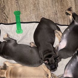 French Bulldogs from French Bulldog Houston