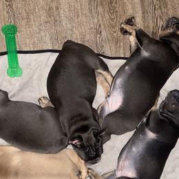 French Bulldogs from French Bulldog Houston