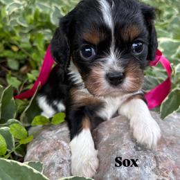 Bernedoodle, Cavalier King Charles Spaniel, Cavapoo, Goldendoodle, and Poodle Puppies from Gypsi Doodles & Poodles LLC.