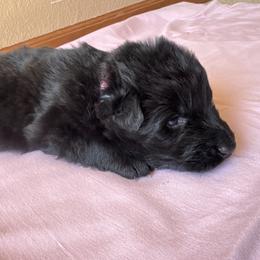 Pink female - Black female German Shepherd puppy in Jennings, Kansas from Lost Creek German Shepherds LLC