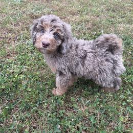 Golden Aussiedoodle and Goldendoodle Puppies from Law Doodles of SC
