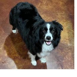 Marcy - Miniature Australian Shepherd