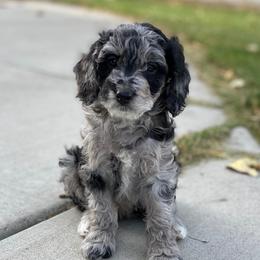 Mia - Goldendoodle