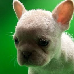 Prime - White French Bulldog puppy in San Leandro, California from City of Frenchies