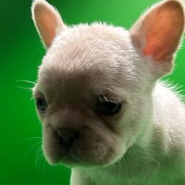 Prime - White French Bulldog puppy in San Leandro, California from City of Frenchies