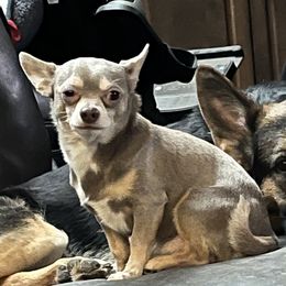 Thor - Chihuahua