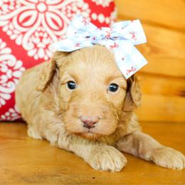Anna - Apricot female Goldendoodle puppy in Antlers, Oklahoma from Rocking H