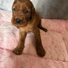 Girl 1 - Mahogany female Irish Setter puppy in Colville, Washington from Daesyn Setters