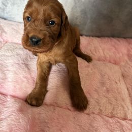 Girl 1 - Mahogany female Irish Setter puppy in Colville, Washington from Daesyn Setters