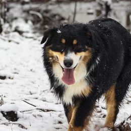 Australian Shepherds from Anglin's Australian Shepherds