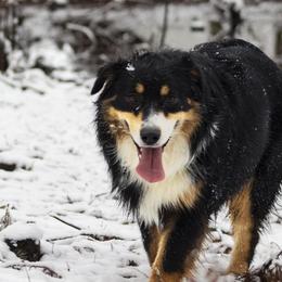 Australian Shepherds from Anglin's Australian Shepherds