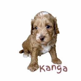 Kanga - Caramel female Australian Labradoodle puppy in Upland, California from Kings Labradoodles