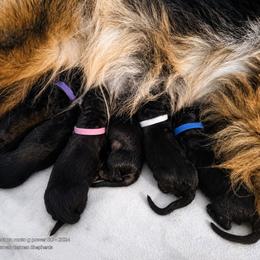 Harmony - Black and red female German Shepherd puppy in Lake Ann, Michigan from Furman German Shepherds