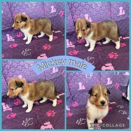 Mickey - Sable male Collie puppy in Elko, Nevada from Willow Creek Acres Dachshunds