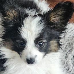Papillon puppies from Lakeview Papillons