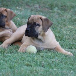 Rita - Brown female Boerboel puppy in Shawnee, Oklahoma from TXT Boerboels