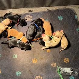 Green Collar - Yellow male Labrador Retriever puppy in Quinlan, Texas from Wright Way Retrievers