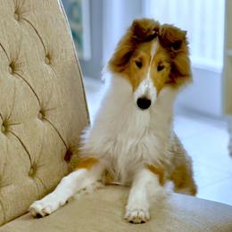Maggie - Sable and white female Collie puppy in Venice, Florida from SUNCREST COLLIES