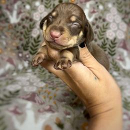 Cedar - Chocolate and cream male Dachshund puppy in Beggs, Oklahoma from Parker House Dachshunds