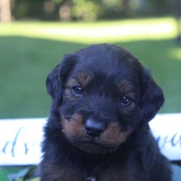 Aussiedoodle Puppies from Old Mills Aussiedoodles