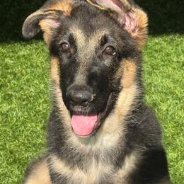 Haze - Black and tan male German Shepherd puppy in Mahopac, New York from Patmar German Shepherds