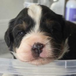 Green collar - Black tri female Miniature American Shepherd puppy in Pueblo West, Colorado from Bear River Ranch LLC