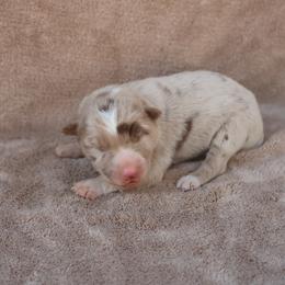Grey Collar - Red merle male Border Collie puppy in Courtland, Alabama from C Bar C Ranch Border Collies