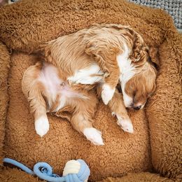 Double Doodle, Goldendoodle, Poodle, Yorkipoo, and Yorkshire Terrier Puppies from Edgewater Doodles & Designer Pups